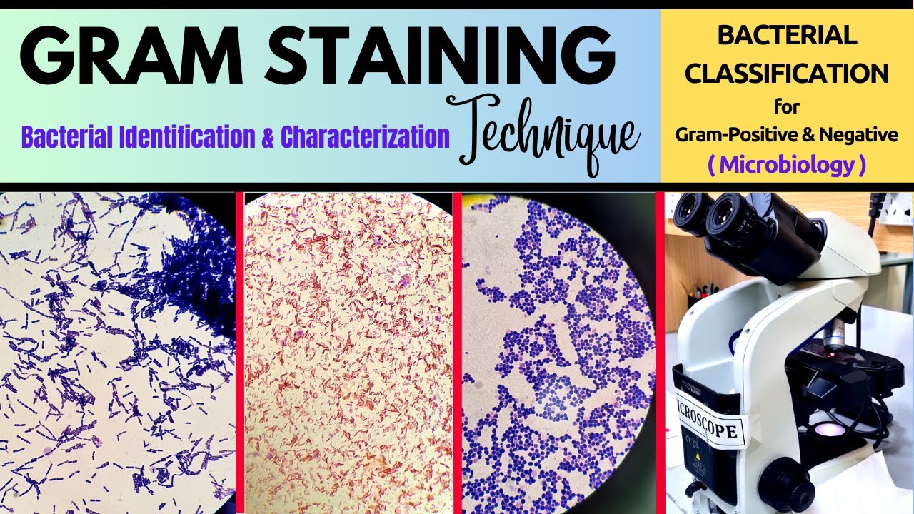 Gram Staining Procedure_Microbiological Technique_A Complete Technique (BAM: R32)