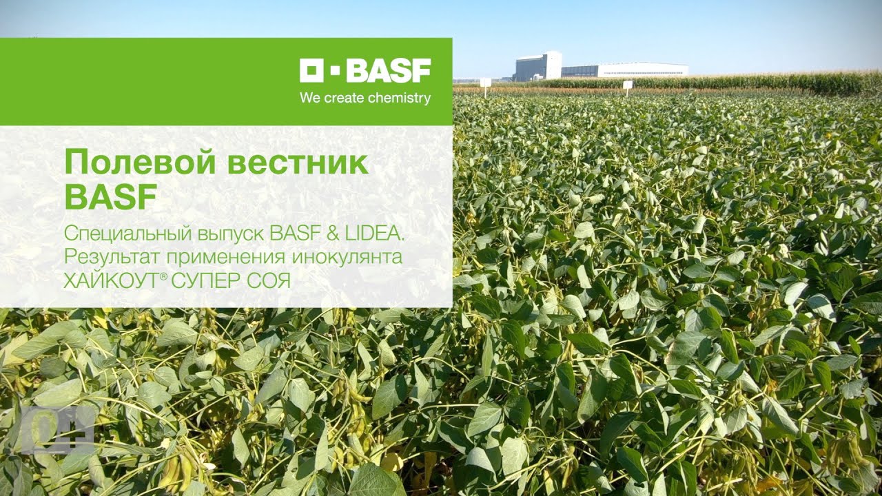 Полевой вестник BASF. Специальный выпуск BASF & LIDEA. Результат применения ХАЙКОУТ&reg; СУПЕР СОЯ