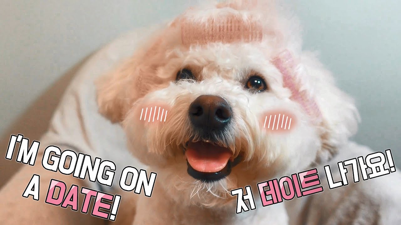 Help with Bichon in big dilemma! Bichon frise's SOM-thing special date look!