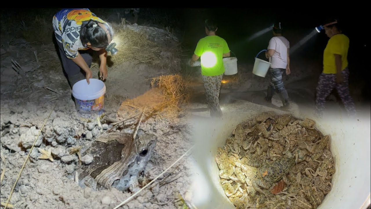 อากาศร้อนแบบนี้เขียดโม้ออกเยอะมาก ใต้เขียดหน้าแล้ง