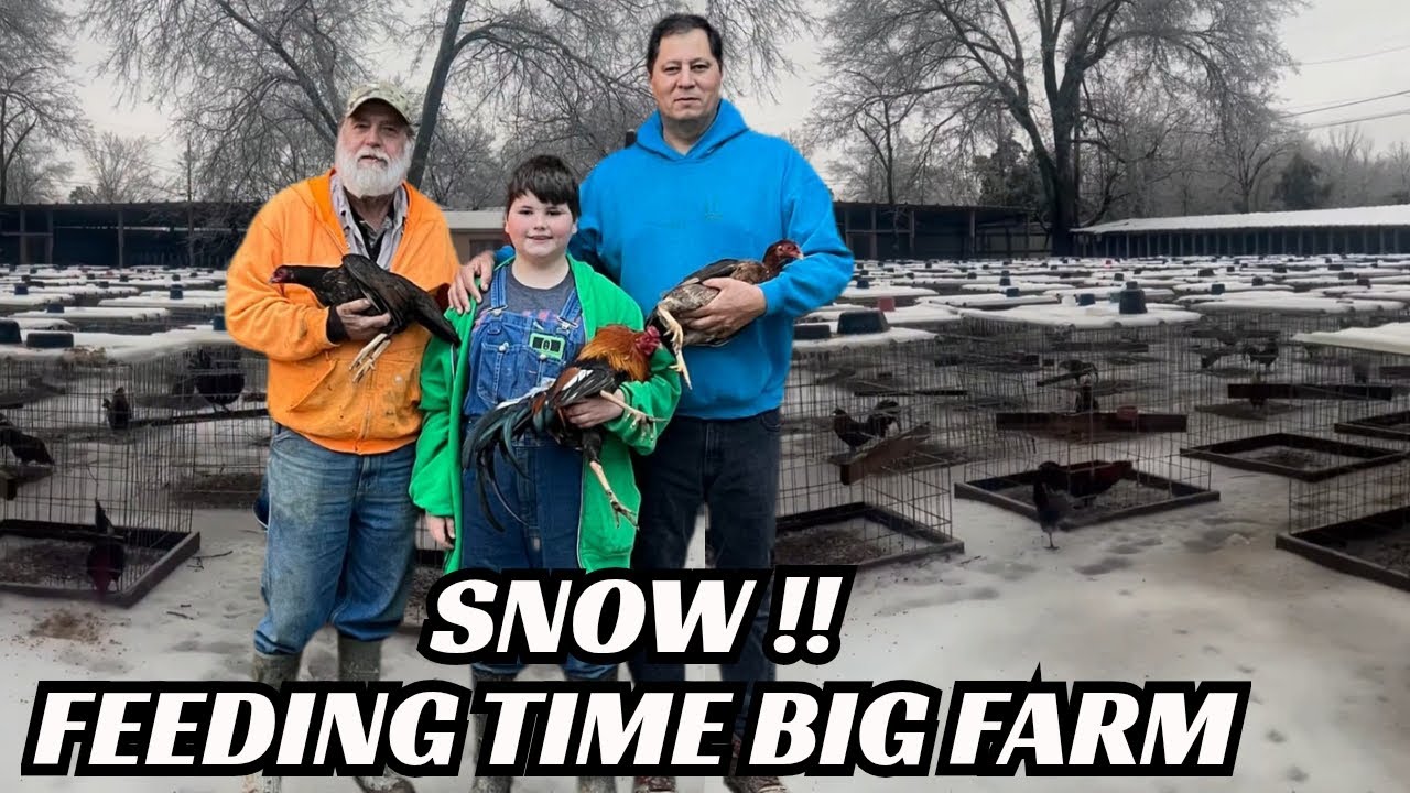 SNOW !! Big Farm Feeding Time Shape Chicken Coop Indoor Outdoor Breesing Pens Tennessee USA 🇺🇸