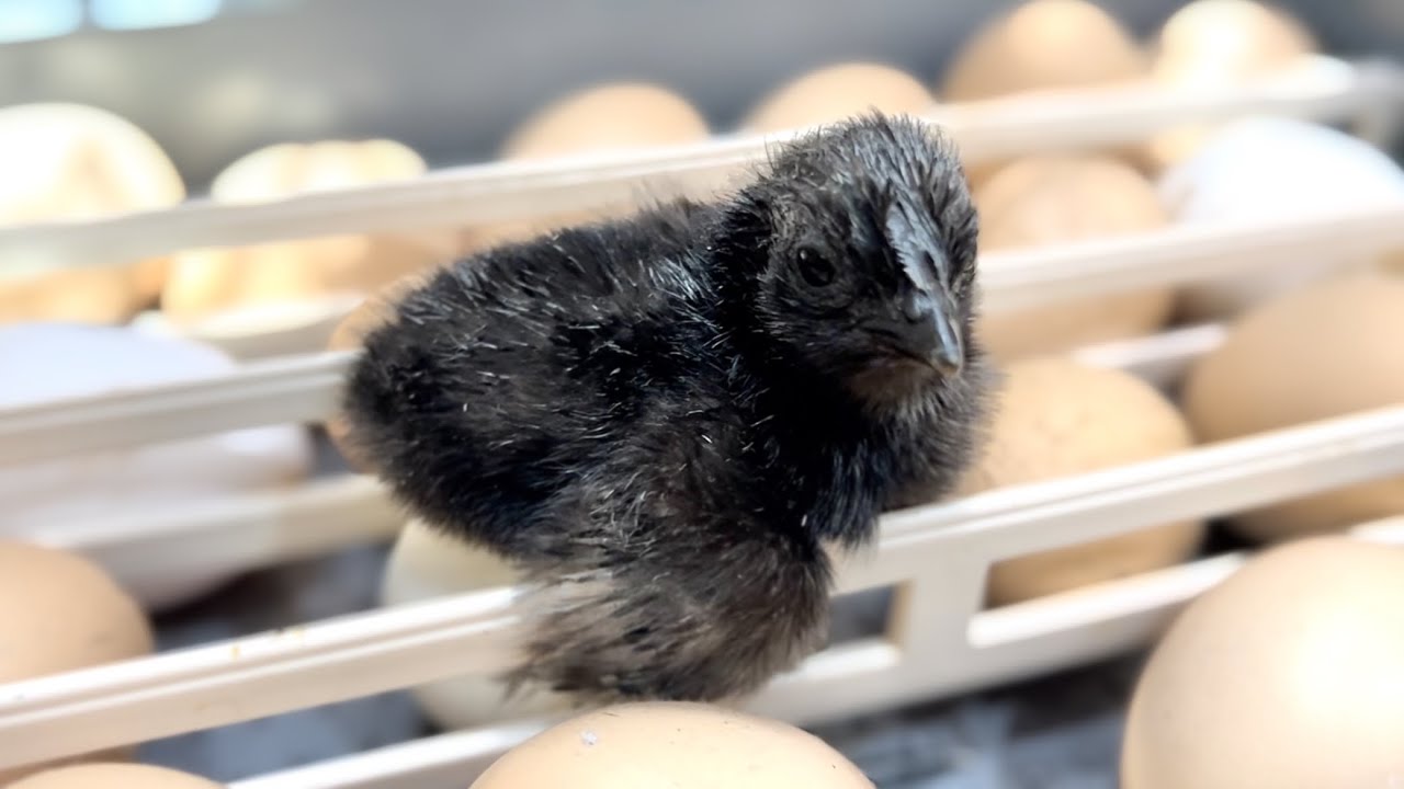 真っ黒なヒヨコが生まれてきました