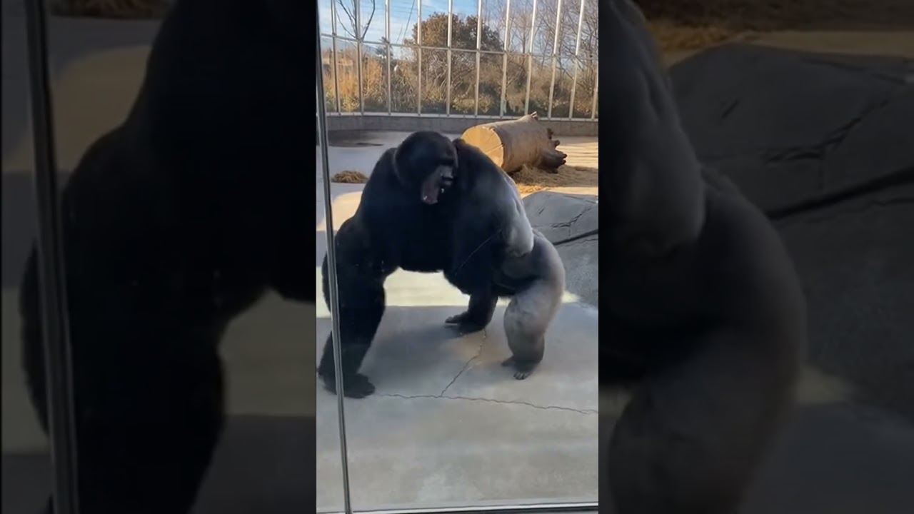 Silverback Rescues Baby From Asian Black Bear - Glass Wall Impact! 💥 