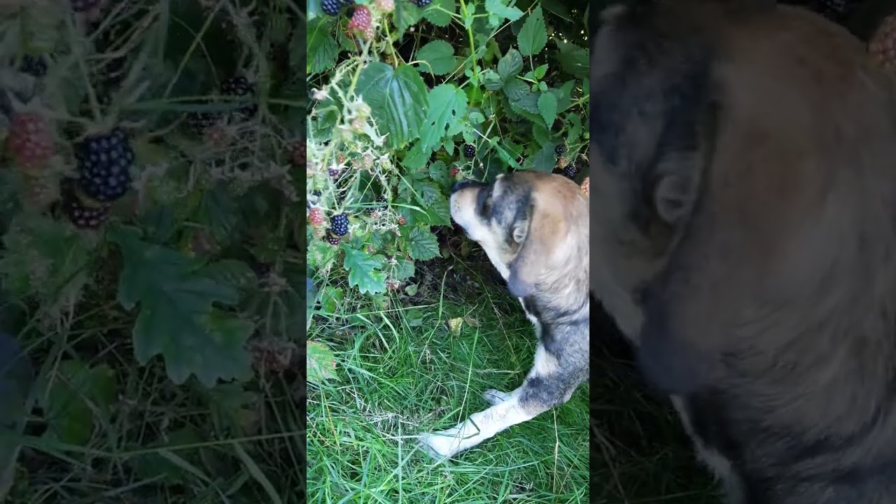 Beerenernte auf vier Pfoten!