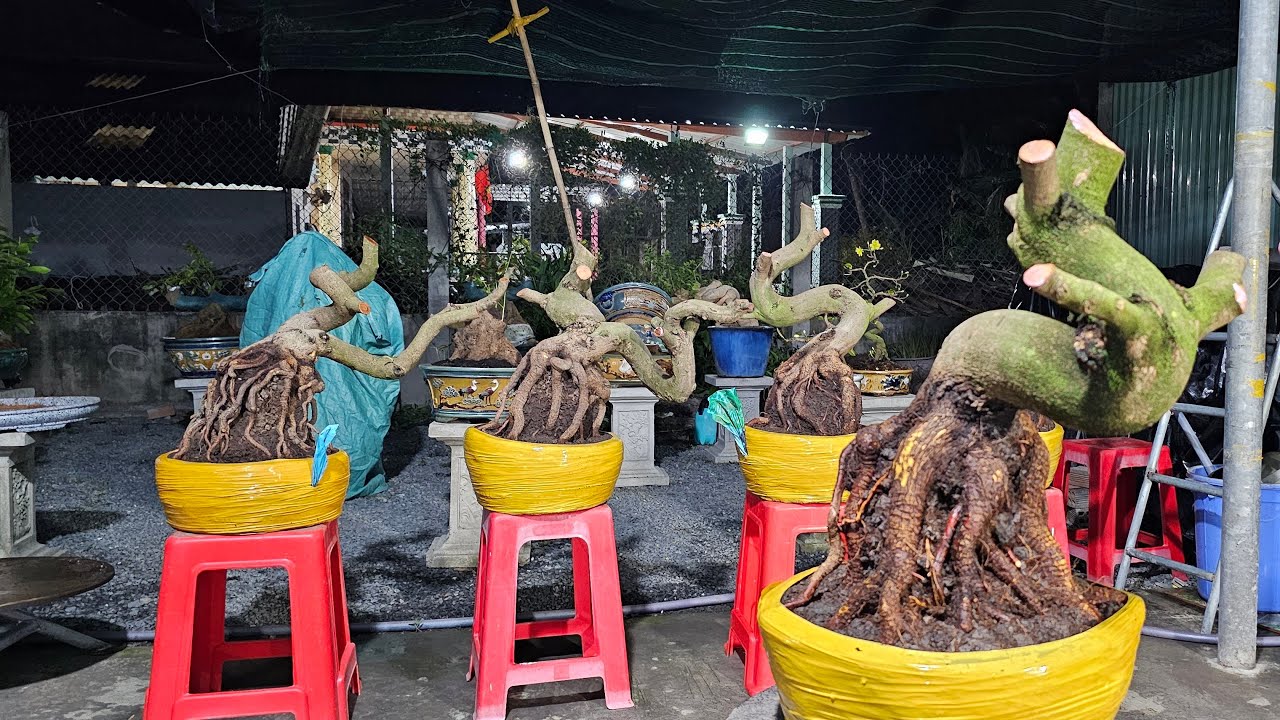 TÙNG MAI VÀNG 033 932 8187 ĐANG phát Trực Tiếp kính mời M8 Tết