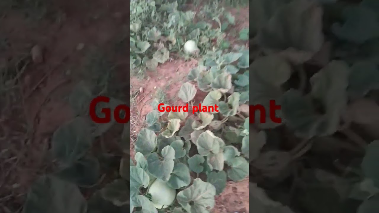 Ebirandi/ vipuru/kibuyu/ gourds for calabash