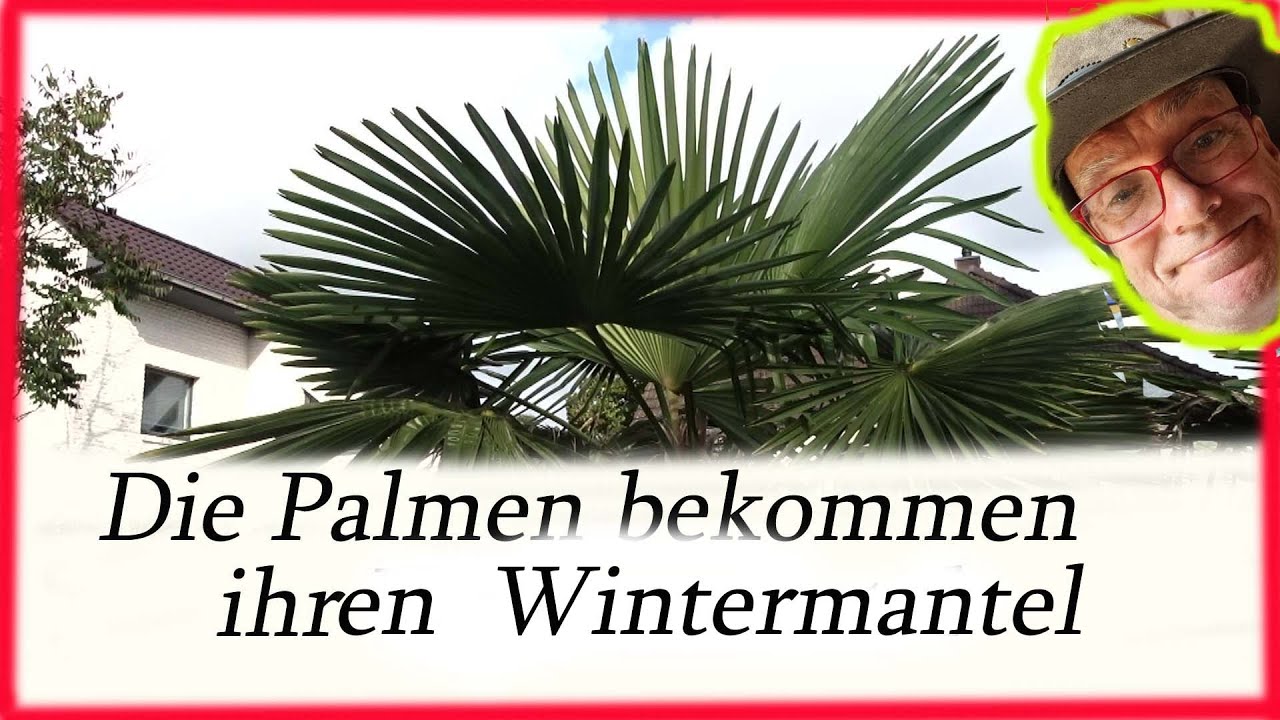 Die Palmen bekommen ihren Wintermantel
