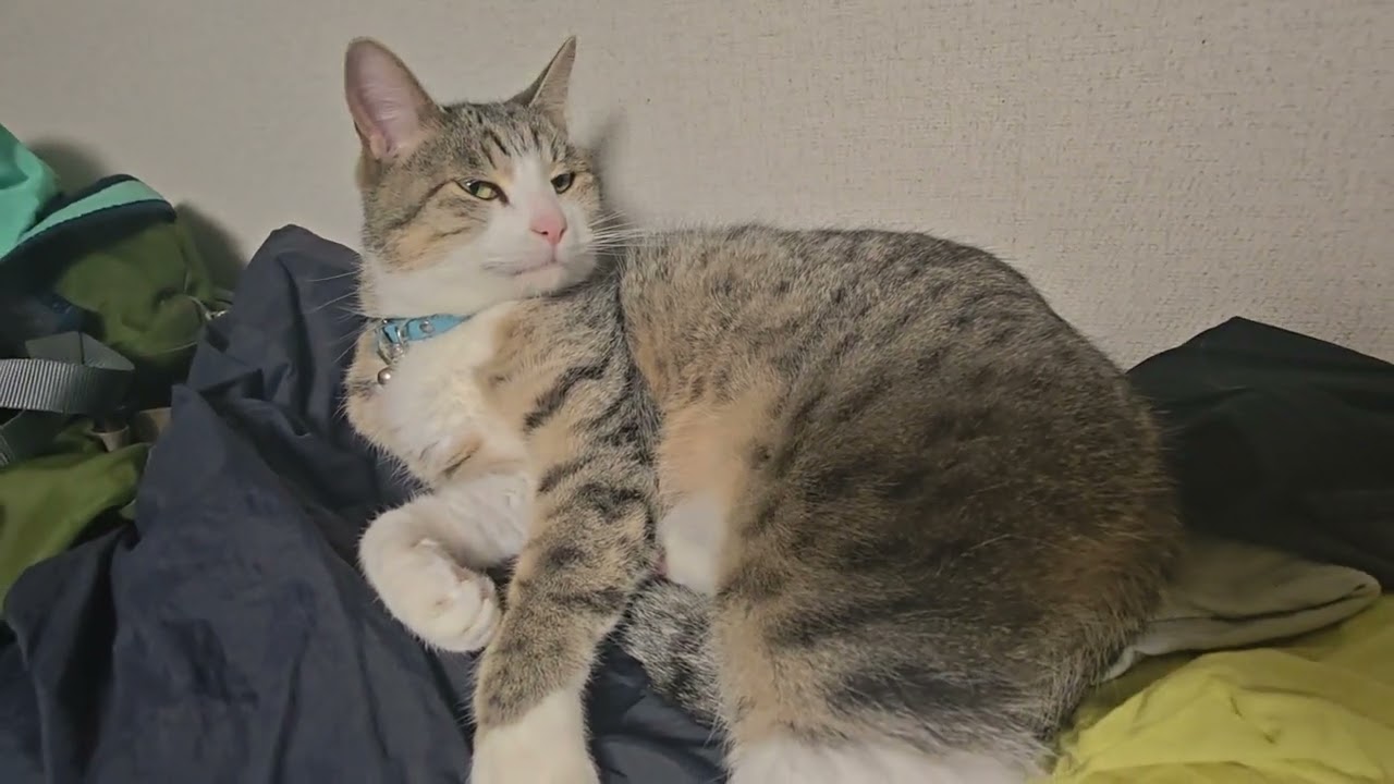 暖房つけて部屋にいるとここで寝始めました