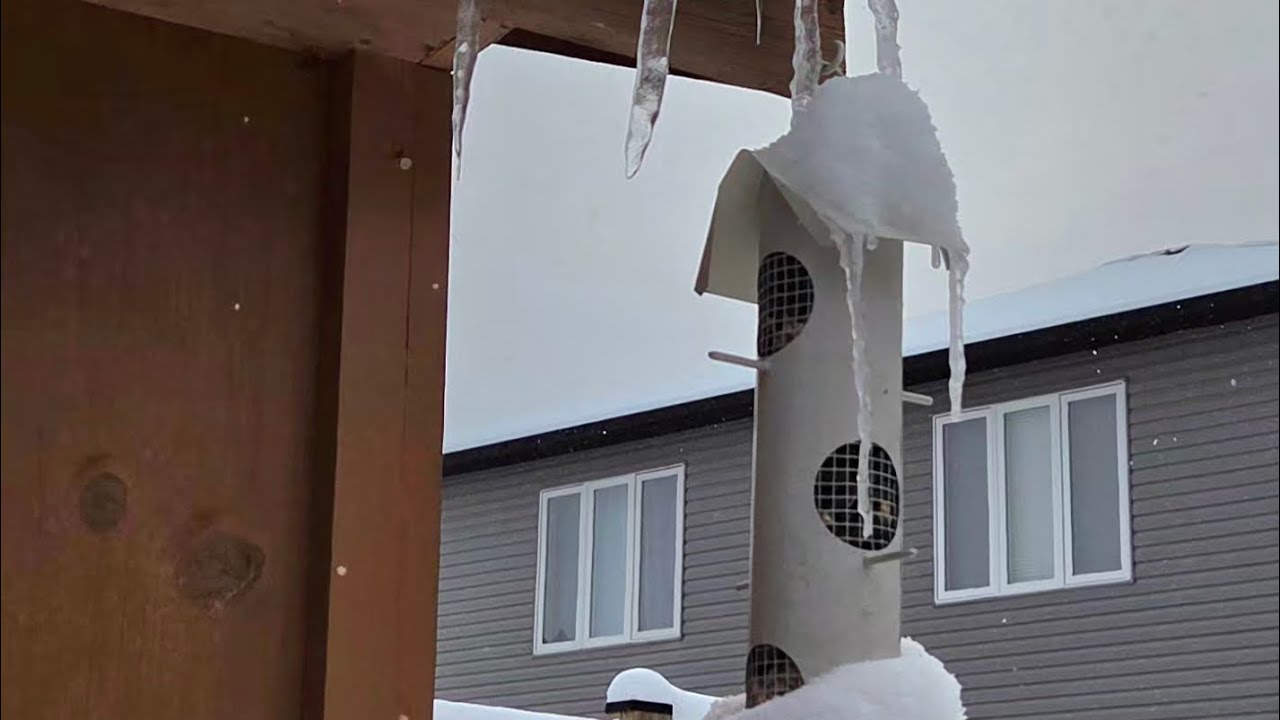 Week of January 19.Polar vortex. Day out. Feeding birds. Knitty update. Robbie Burns Day.