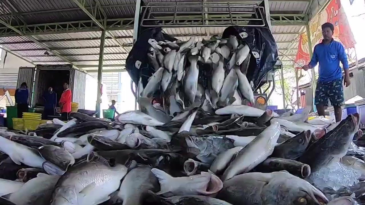 The Life Cycle of Seabass | Modern Aquaculture and Production of Seabass