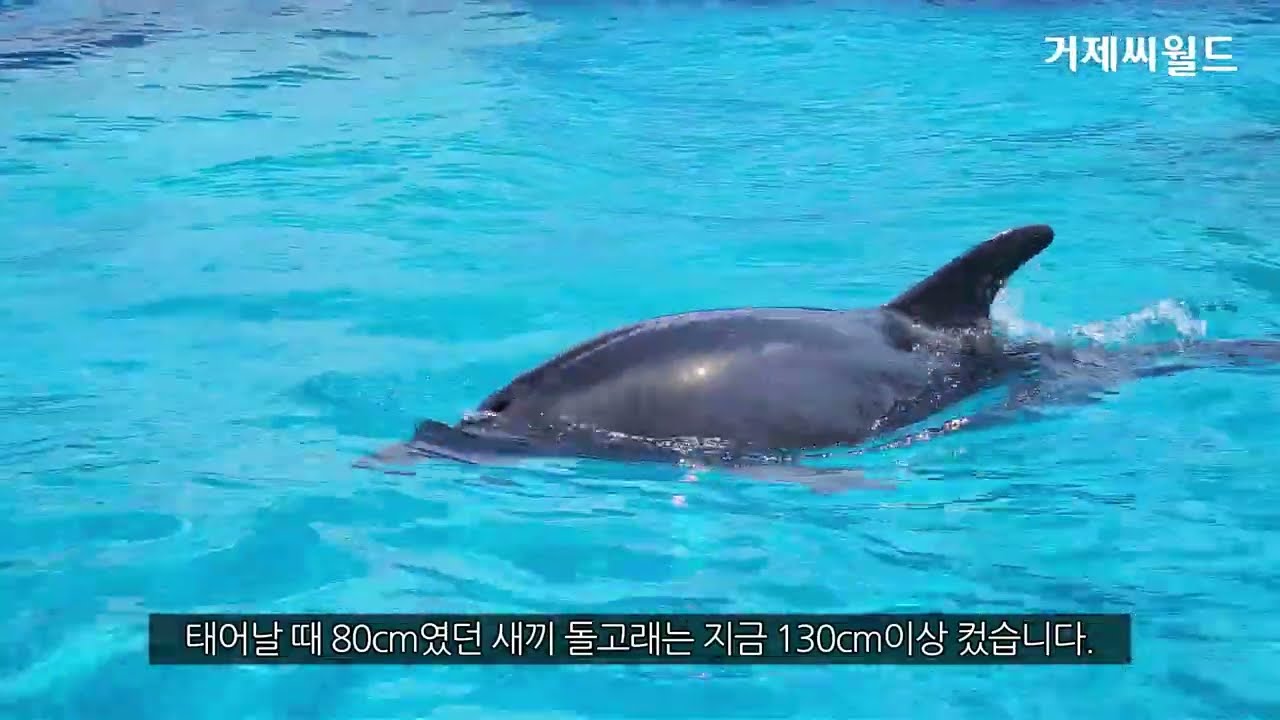 새끼 돌고래의 성장이야기, 그리고 거제씨월드의 노력