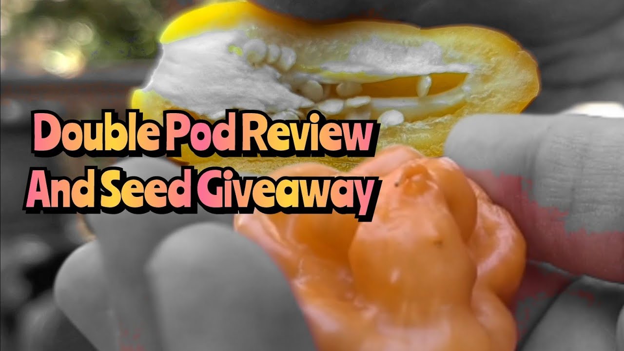 Double Pod Review! Thank you Mark! Lemon Spice Jalapeño & Freeport Orange Scotch Bonnet