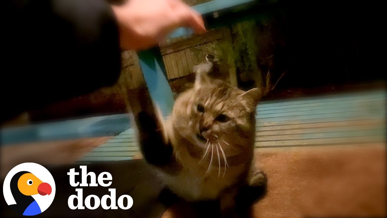 Feral Stray Cat Shows Up At This Woman&rsquo;s Door | The Dodo