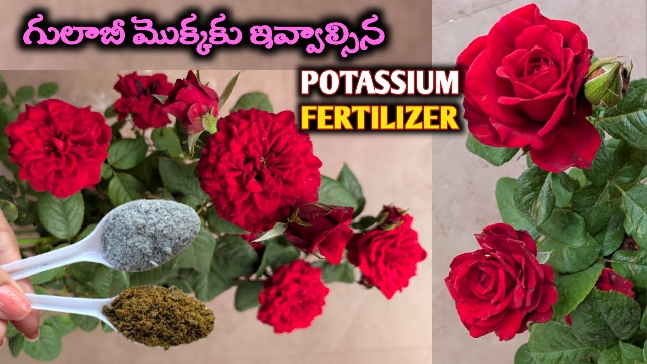 గులాబీ మొక్కలో ఎప్పుడు చూడనన్ని మొగ్గలు రావాలంటే ఈ Fertilizer ఇవ్వండి|Rose plant growing tips #gulab