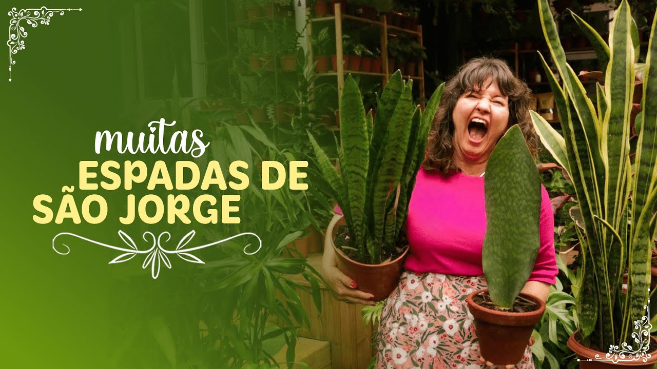 VÁRIOS TIPOS de ESPADA DE SÃO JORGE