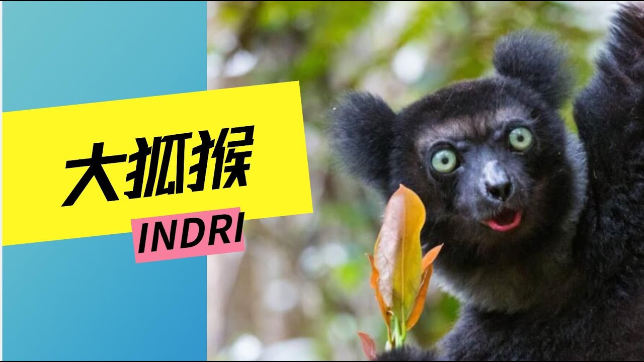 马达加斯加的哭泣森林之声：揭秘神秘大狐猴的爱情、传说与日光礼赞