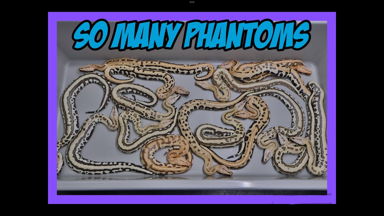 Sunder Magpie Het T+ x Druid Het T+ Blood Python Clutch!
