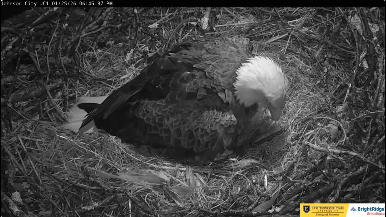 Jolene lays a second egg, but doesn't show it🥳💕🥚🥚💕 25.01.2026 ETSU Eagle Cameras Johnson City Cam 1