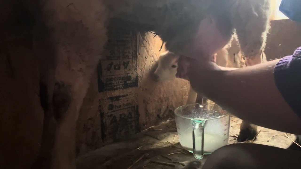 Milking Dobby (Early on) #dairy #sheep #farmlife
