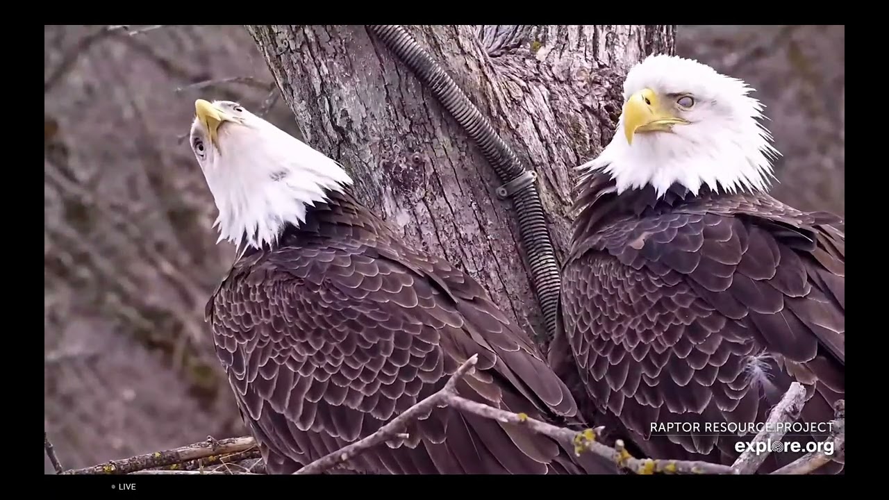 Decorah North Eagles - Unknown male 3rd time at nest with DNF; Close up views / explore.org 2/7/26