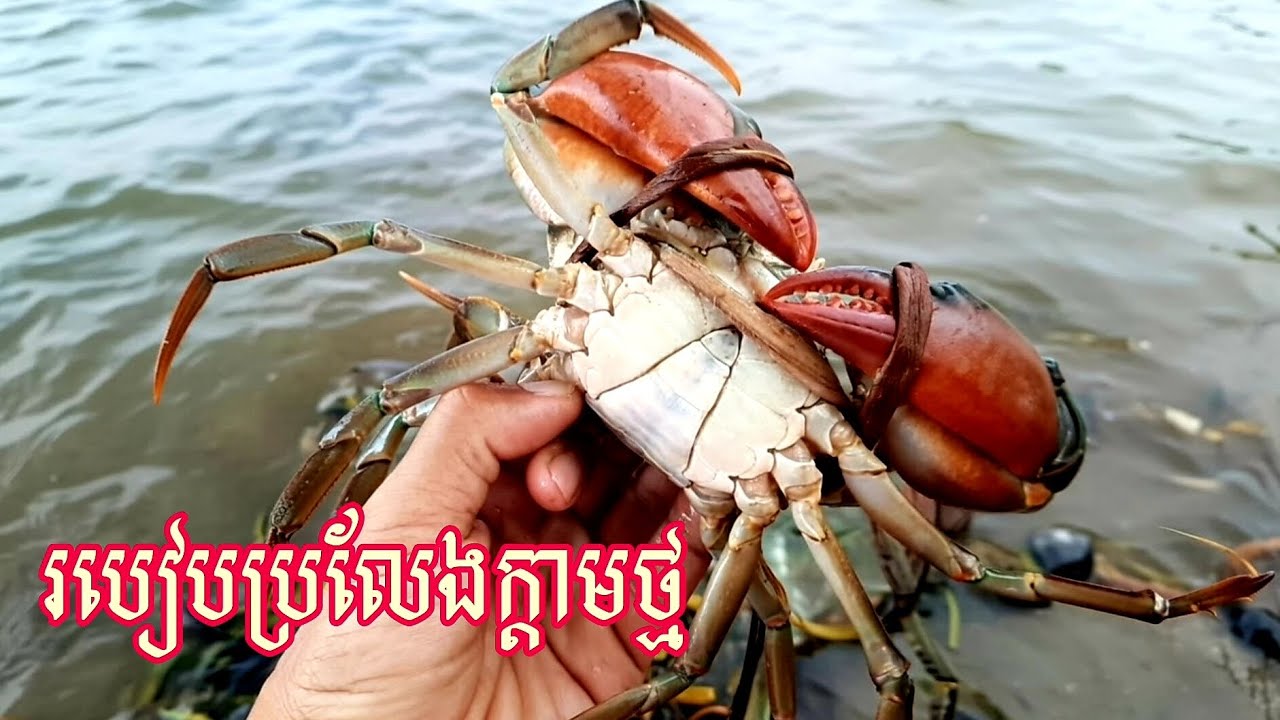 ប្រលែងក្តាមថ្ម អោយត្រឹមត្រូវ បានផលល្អ