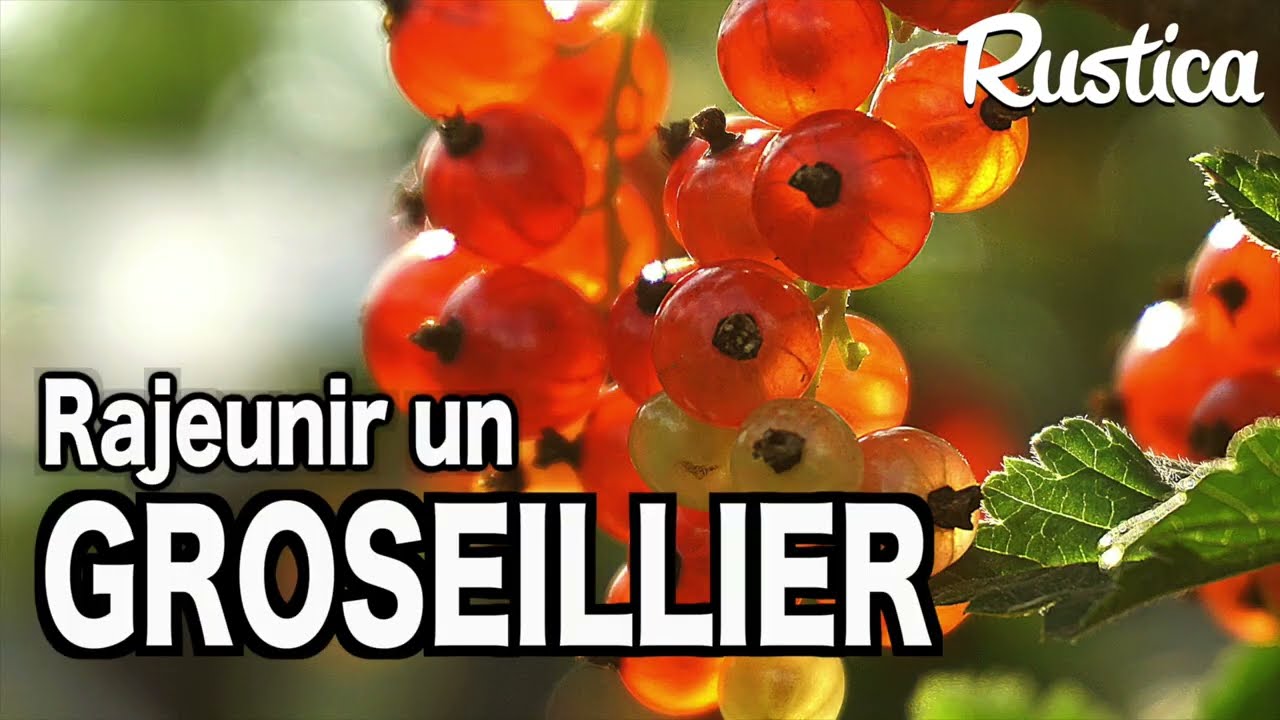 Multiplier et rajeunir un vieux groseillier