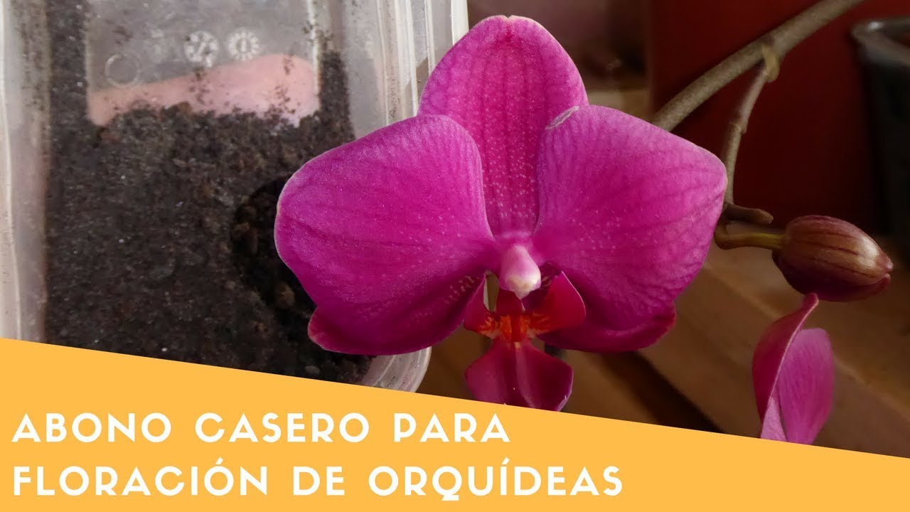 Abono casero para la Floración de Orquídeas alto en potasio || Orquiplanet