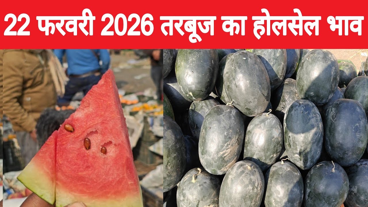 तरबूज का थोक भाव | Summer fruit |Today watermelon price | Summer fruit very cheapest price #mandi