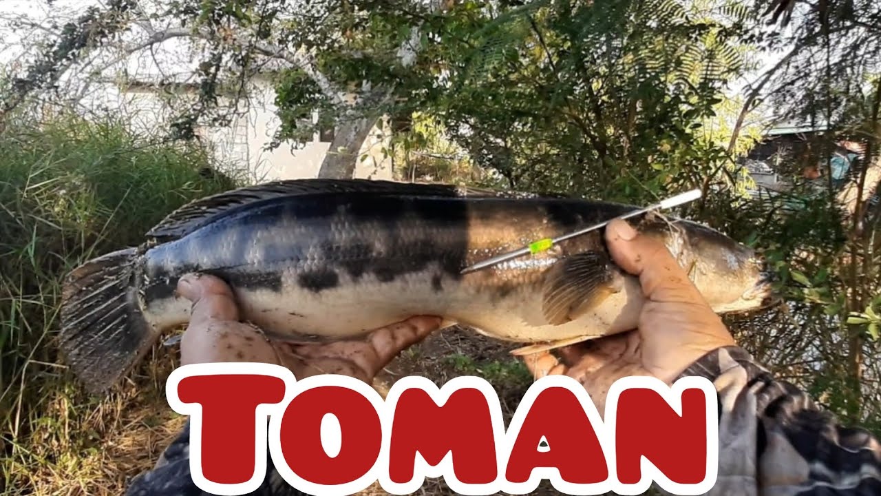 toman snake head. tiksay fishing adventure airgun fishing.