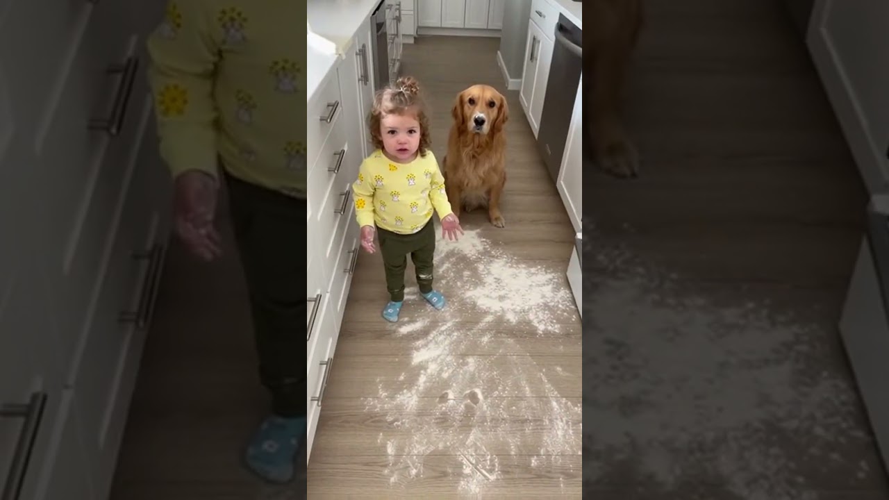 Guilty Dog vs Innocent Toddler: Flour Disaster Caught on Camera!