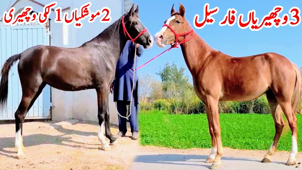 Ravi Breed Desi Female Horses For Sale | Khubsurat Wacheriyan