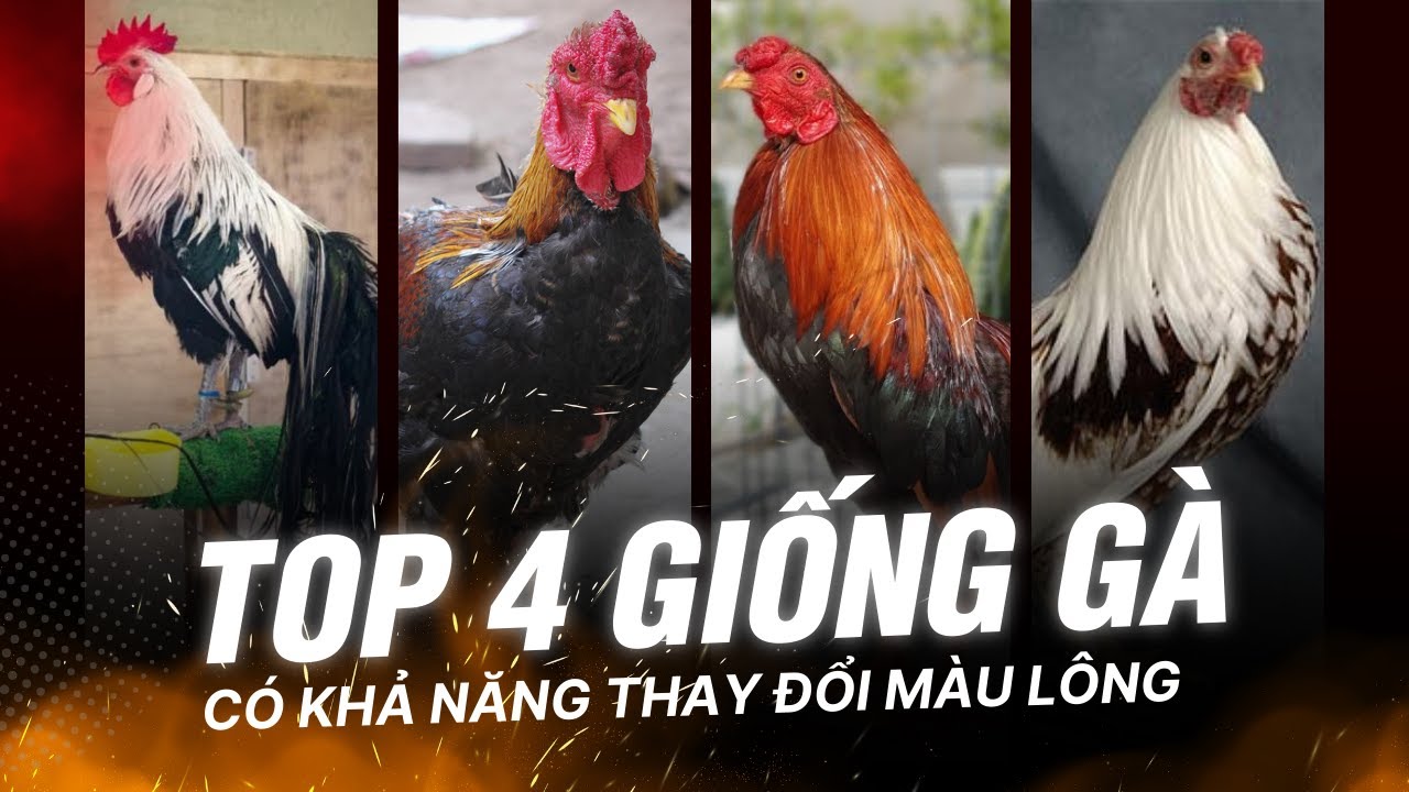 Top 4 Giống Gà Độc Đáo Ở Châu Á Thay Đổi Màu Lông Theo Mùa - Khám Phá Cùng Dr.Vet