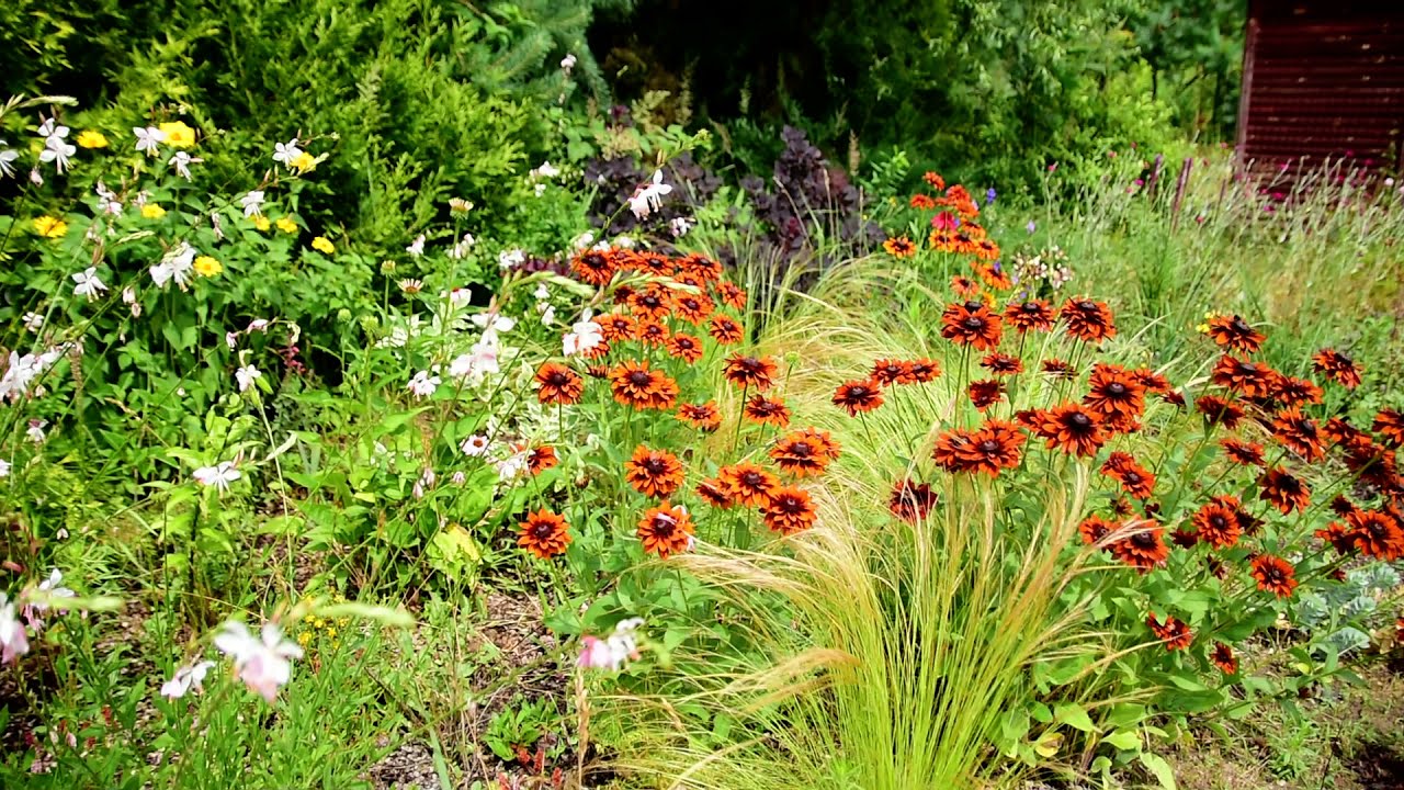 #ogr&oacute;d#ogrodnik#kwiaty#ogr&oacute;dlatem#letnierabaty#garden#gardening#gardenscapes#rośliny#eco z ogrodu