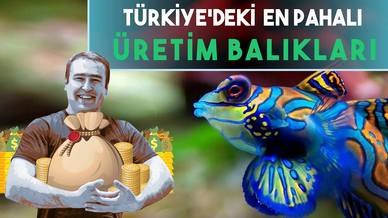 TÜRKİYE'DEKİ EN PAHALI ÜRETİM BALIKLARI, #Akvaryum, #lepistes, #trendvideolar, #beta, #challenger.