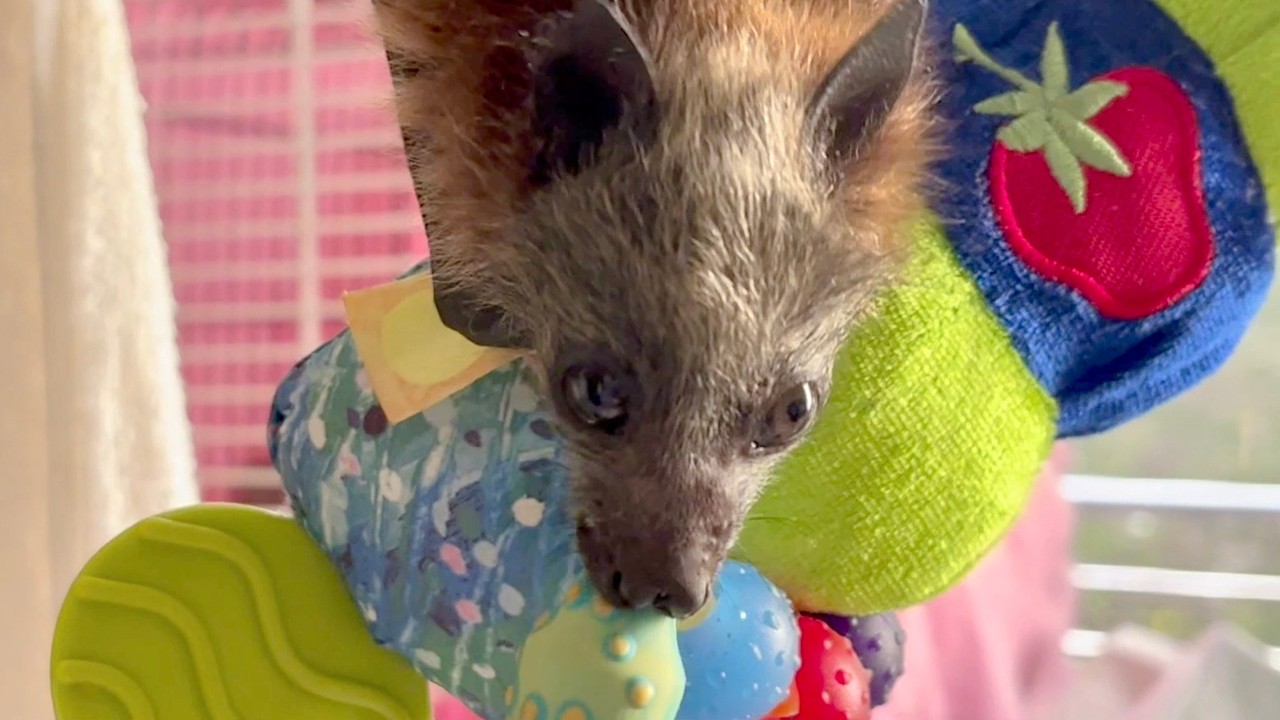 Baby flying-fox has a few minutes on the airer;  this is Qweeli