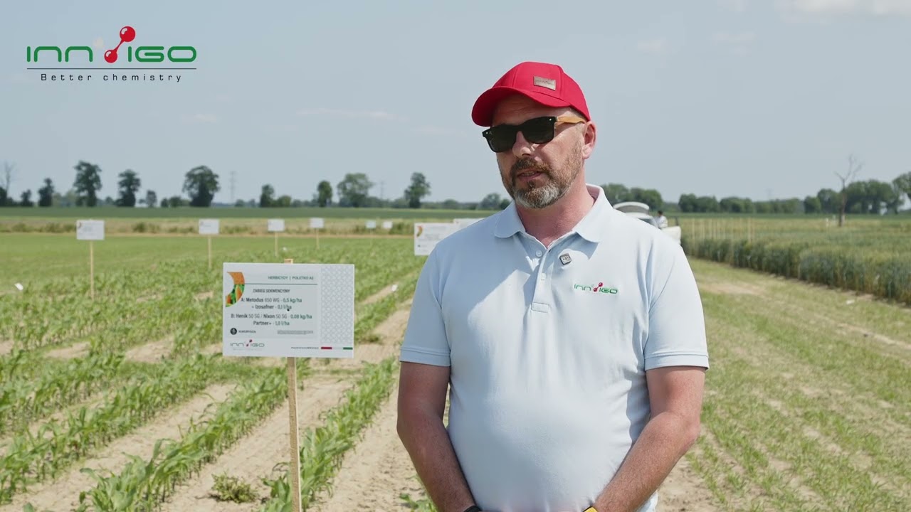 Rozwiązania herbicydowe w kukurydzy | zabiegi sekwencyjne | walka z chwastami