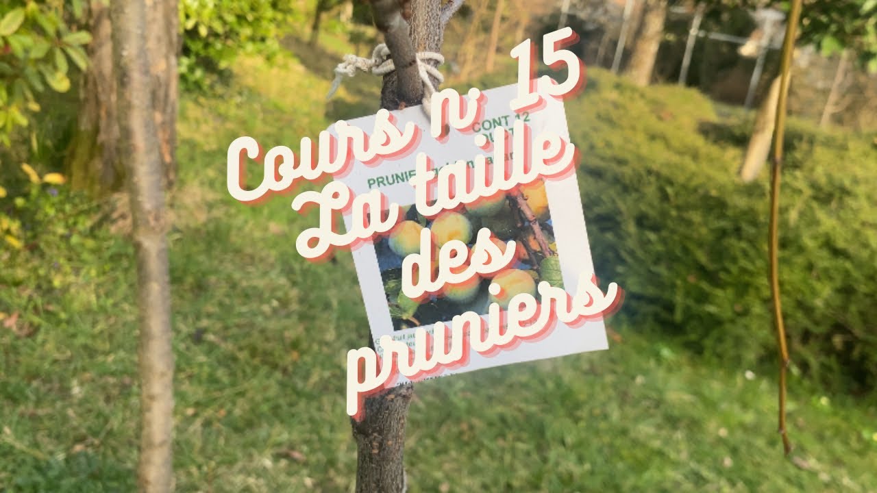 COURS 15 : LA TAILLE DES PRUNIERS