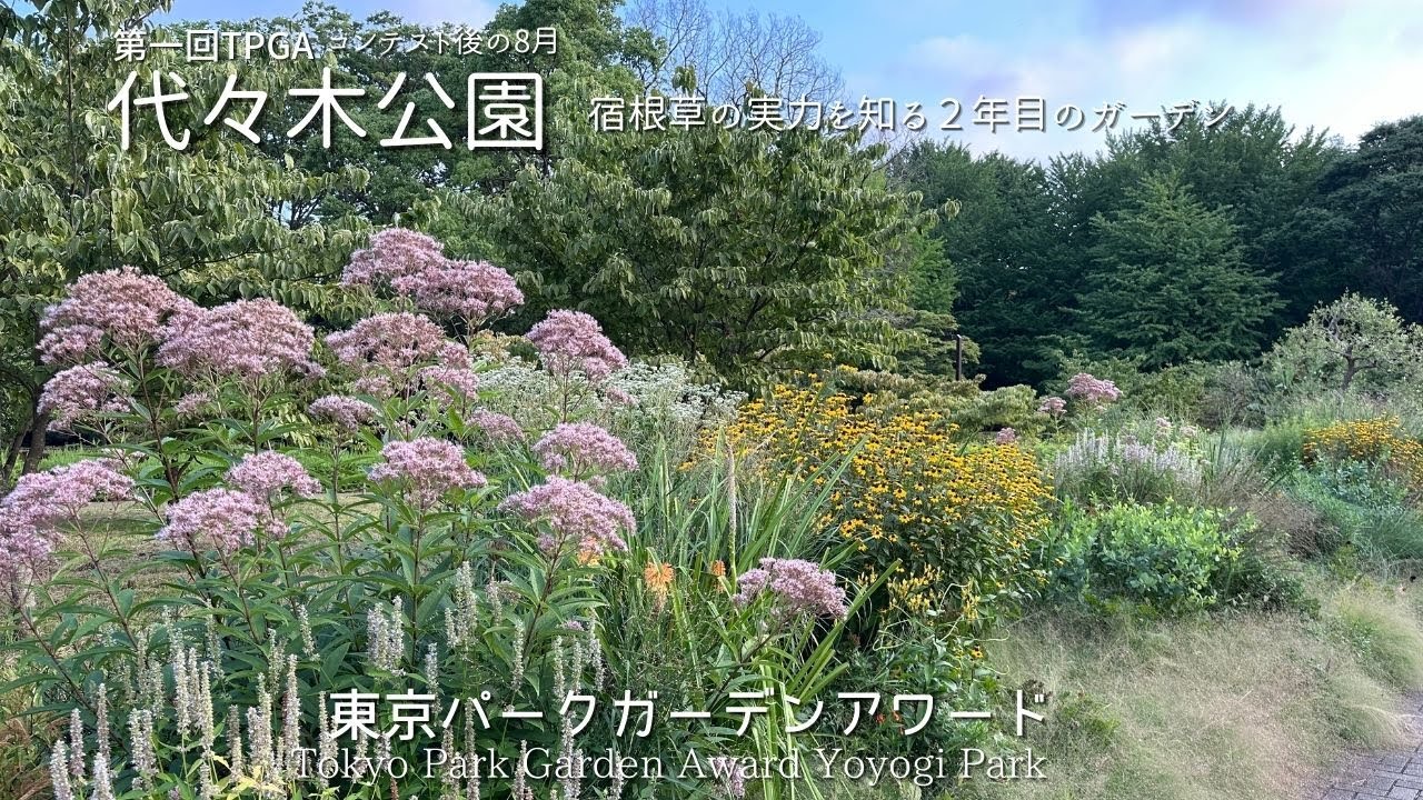 [#20] Многолетний сад второго года продолжает расти🌺☘️Август 2024 г. | Tokyo Park Garden Awards