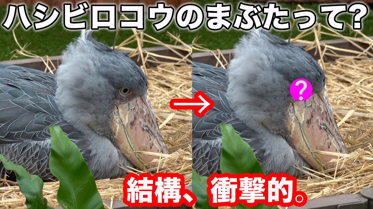 ハシビロコウふたばちゃんのまぶたの秘密と可愛いお友達!【冬のふたば2025-2026-9】Futaba, Shoebill  winter 2025-2026-9　掛川花鳥園