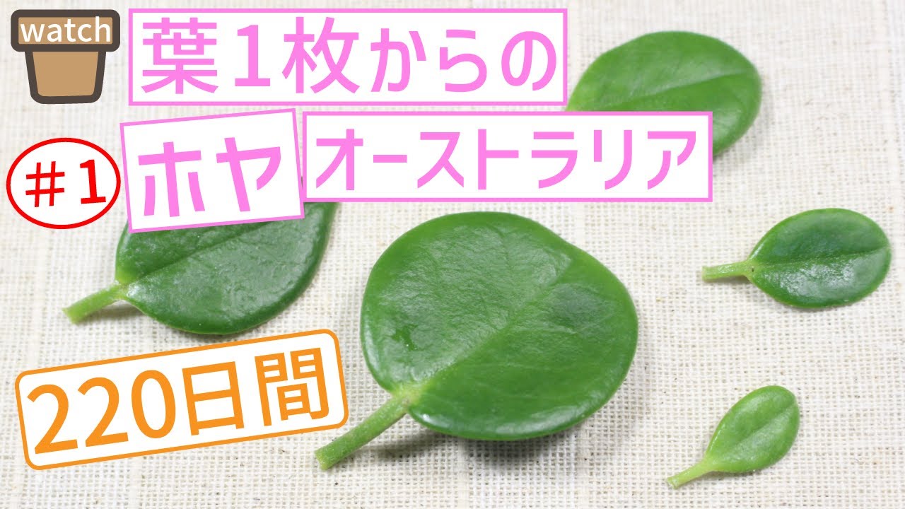 【#1】葉から育てるホヤ・オーストラリア！これが本当の葉挿し！茎も節もなしで発芽！観葉植物！