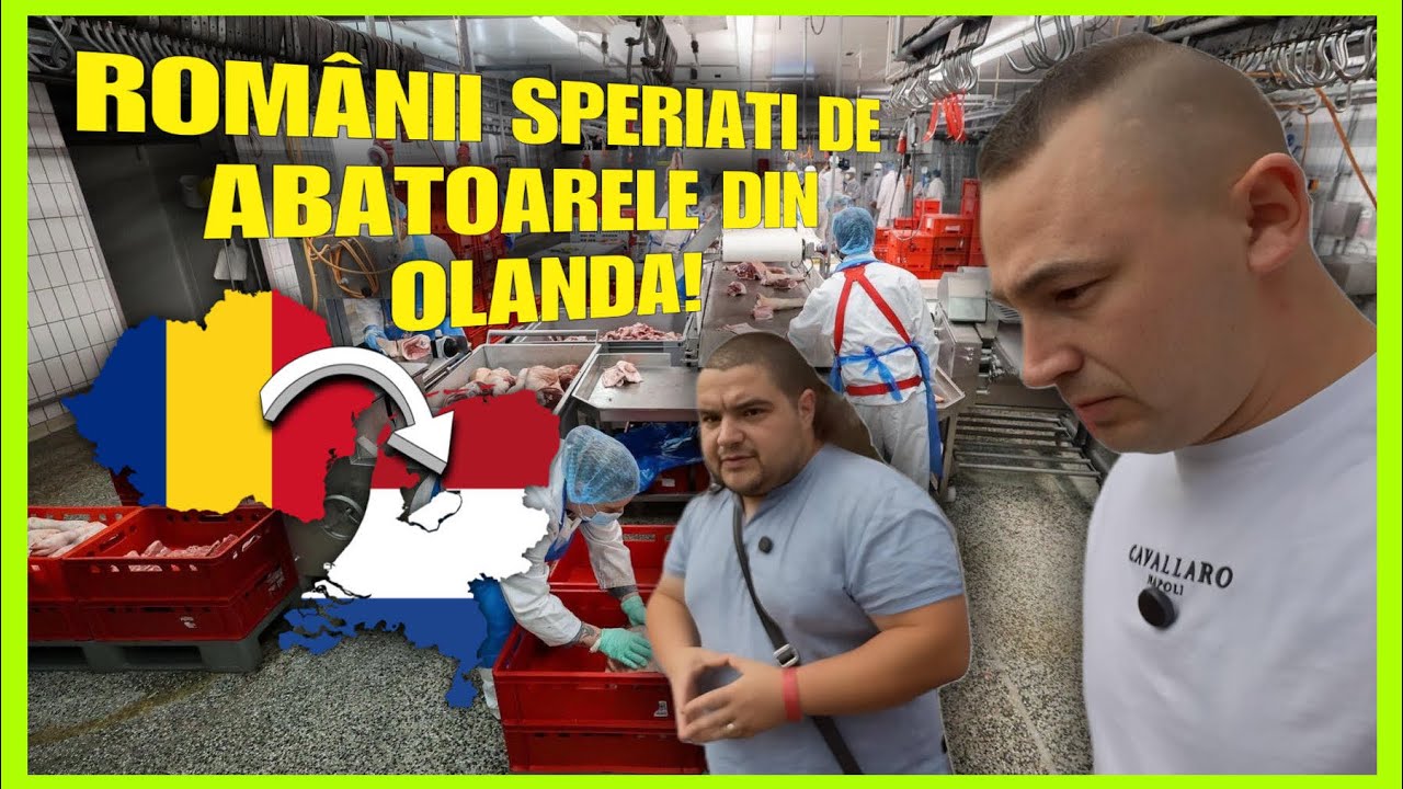 De ce fug ROMANII din Olanda de ABATOARE si ce probleme sunt!