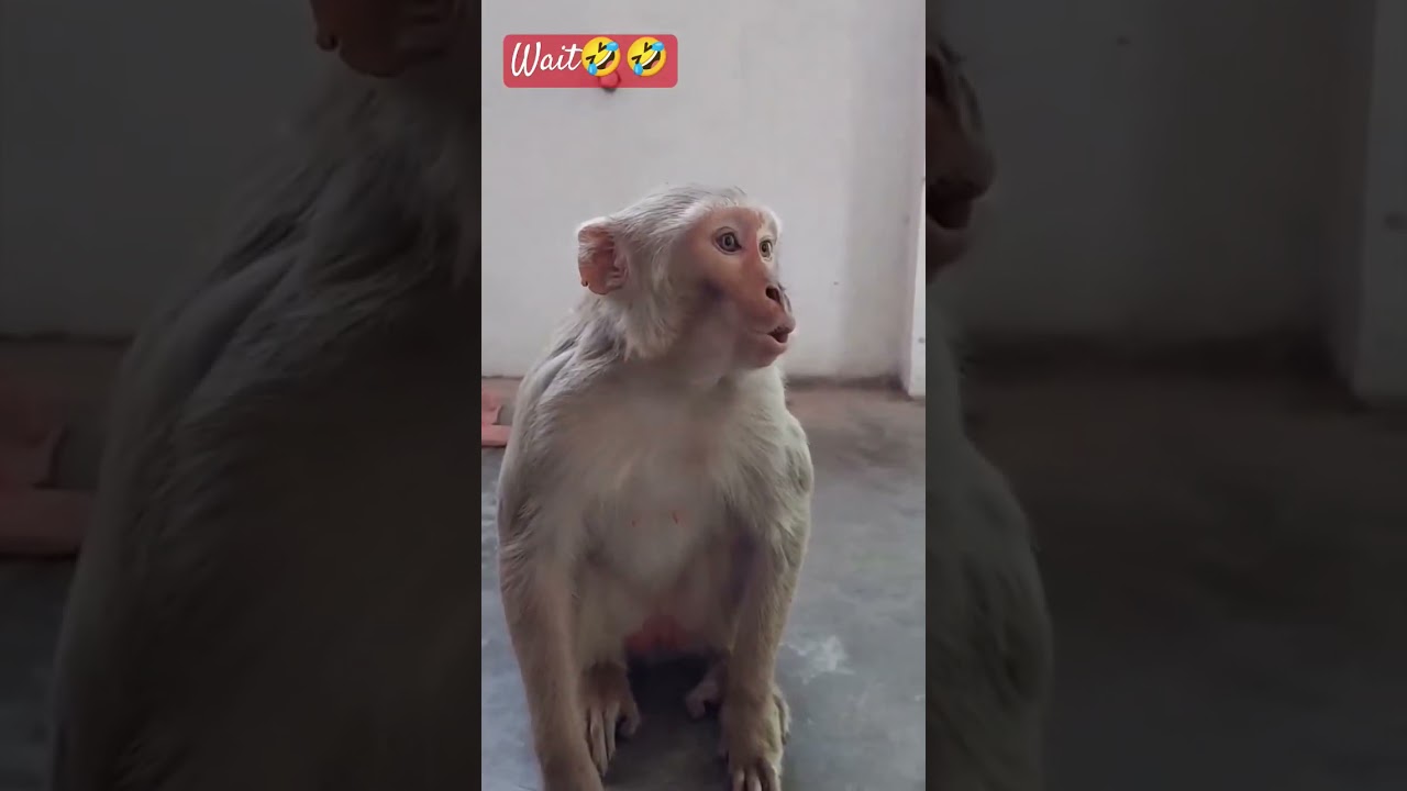 #comedy #funny #180 #reals #video #manas #youtubeshorts #srost #thecomedykingdom #1491 #237 🤣🤣🤣