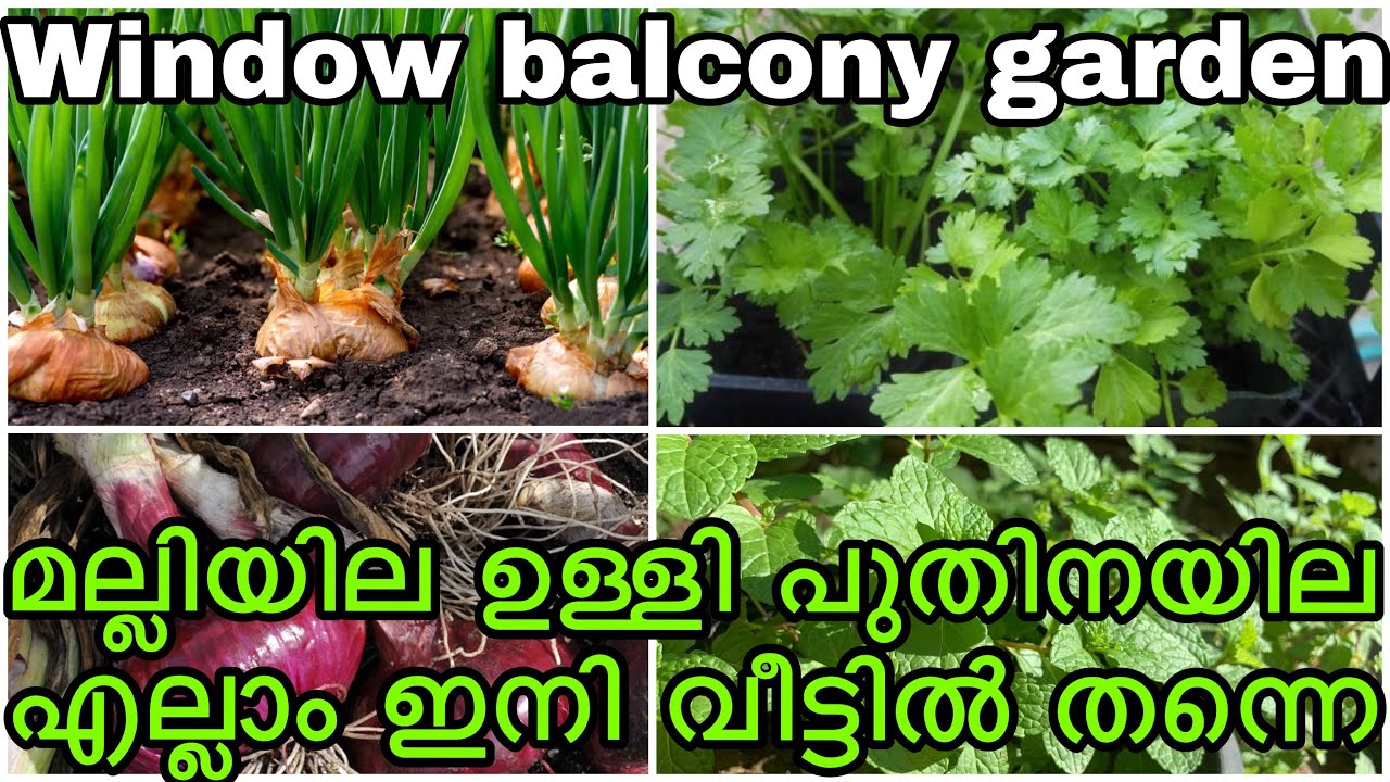 ഉള്ളി , മല്ലിയില ,പുതിനയില ഇനിയെല്ലാം വീട്ടിൽ തന്നെ | how to grow mint leaves & coriander & onion