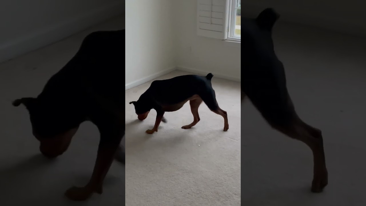 Chaotic Dog Starts to Pee Inside New House to Mark Territory
