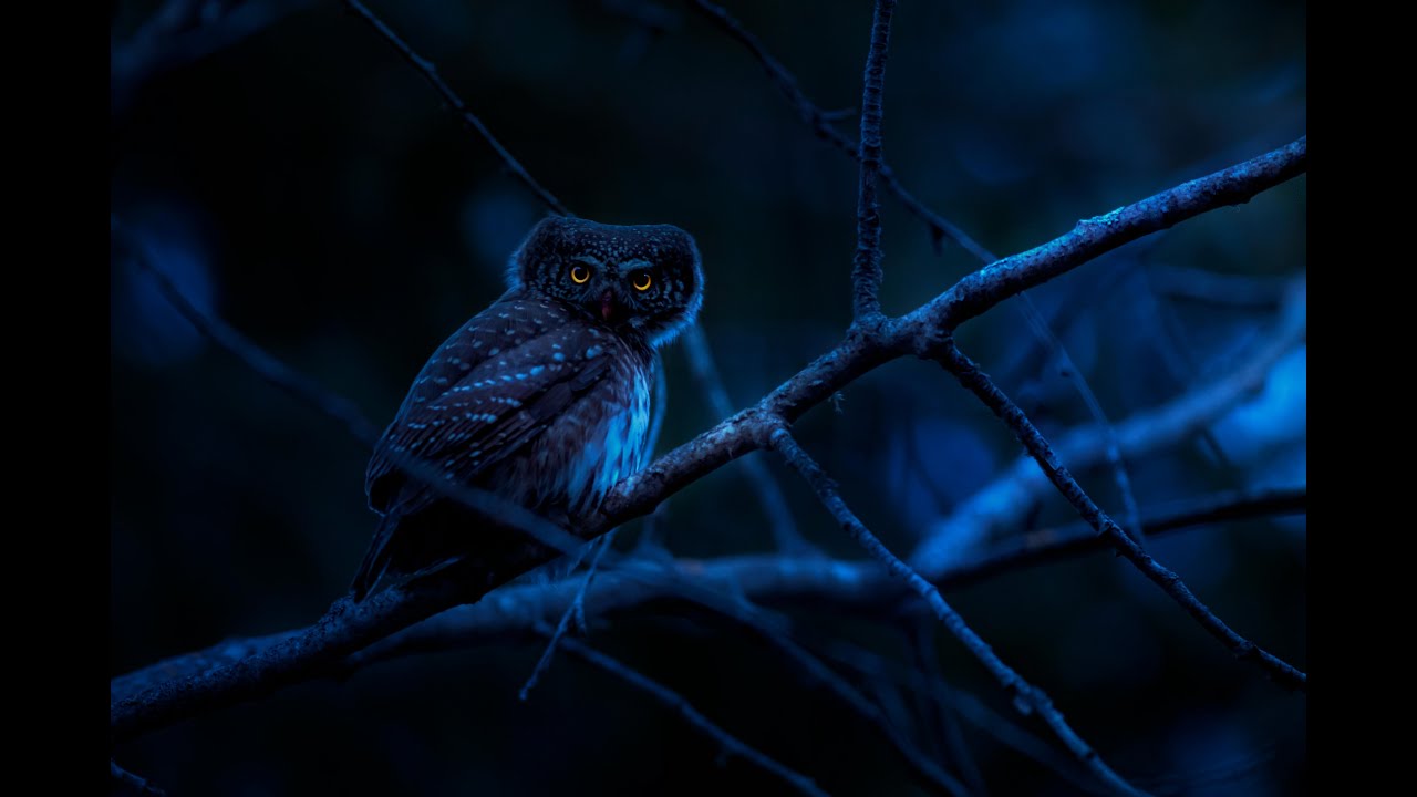Owls Hoot & Frogs, Crickets At Night,  Ambient Nature Sounds For Sleep & Relaxation.🦉🐸😴🎧🦗