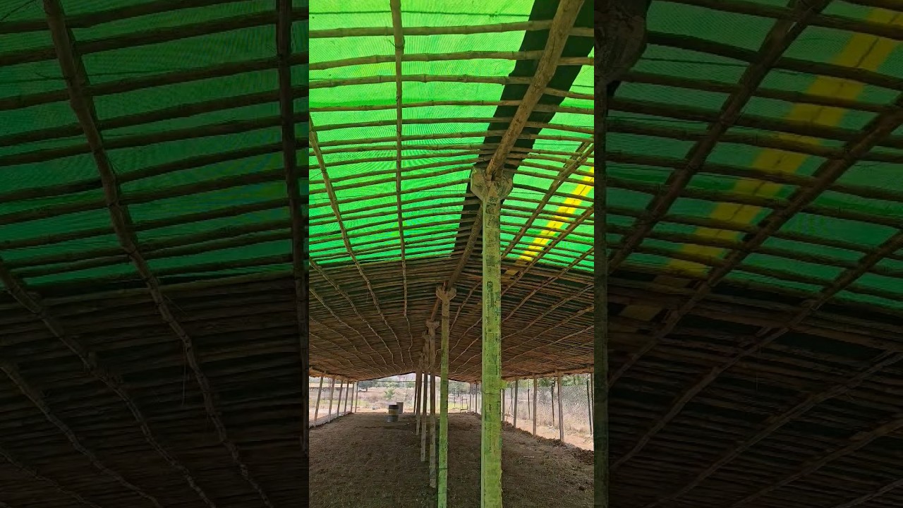 #shorts 28 | natukolla shed construction | natukolla farm | tarpaulin for poultry farm | Desi murga