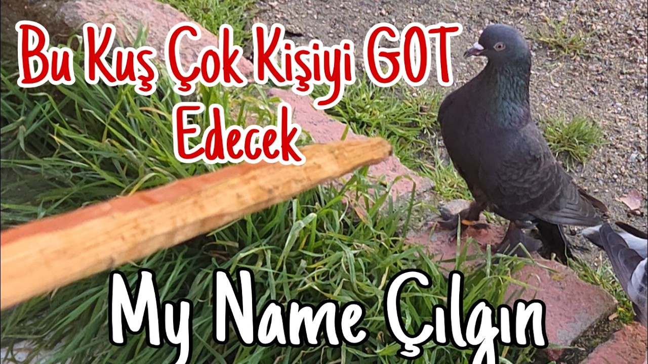 Bu Kuş Çok Kişiyi G0T Edecek. My Name Çılgın!