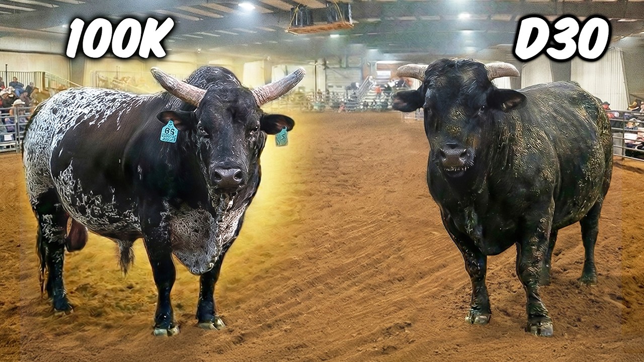 We Brought Our BEST and WORST Bull To A Small Town Rodeo!