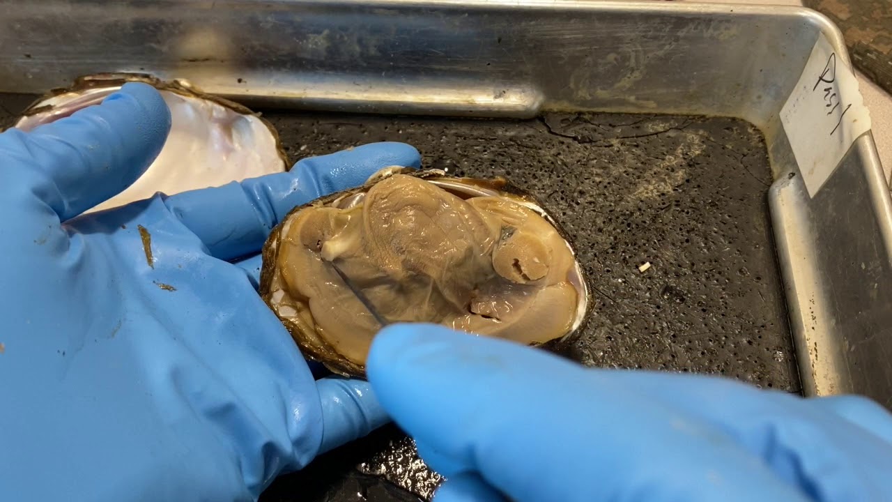 Clam dissection - freshwater mussel Unio, Phylum Mollusca, Class Bivalvia