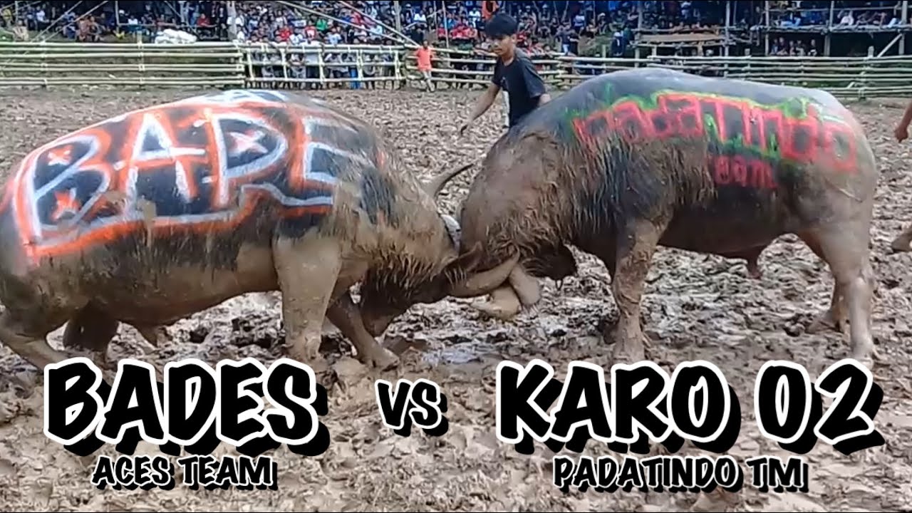 Karo 02 (Win) vs Bades | Tedong Silaga/Adu Kerbau | Arena Tondon